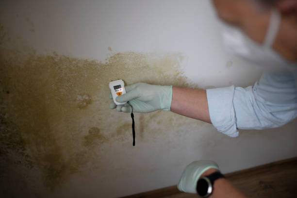 Office Mold Removal Services in Ossun, LA