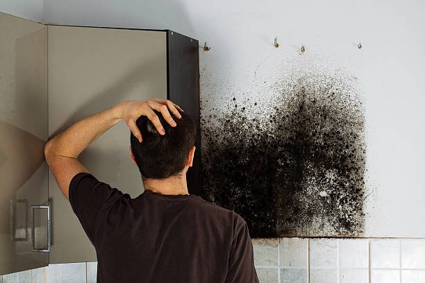 Mold Removal and Inspection in Ossun, LA